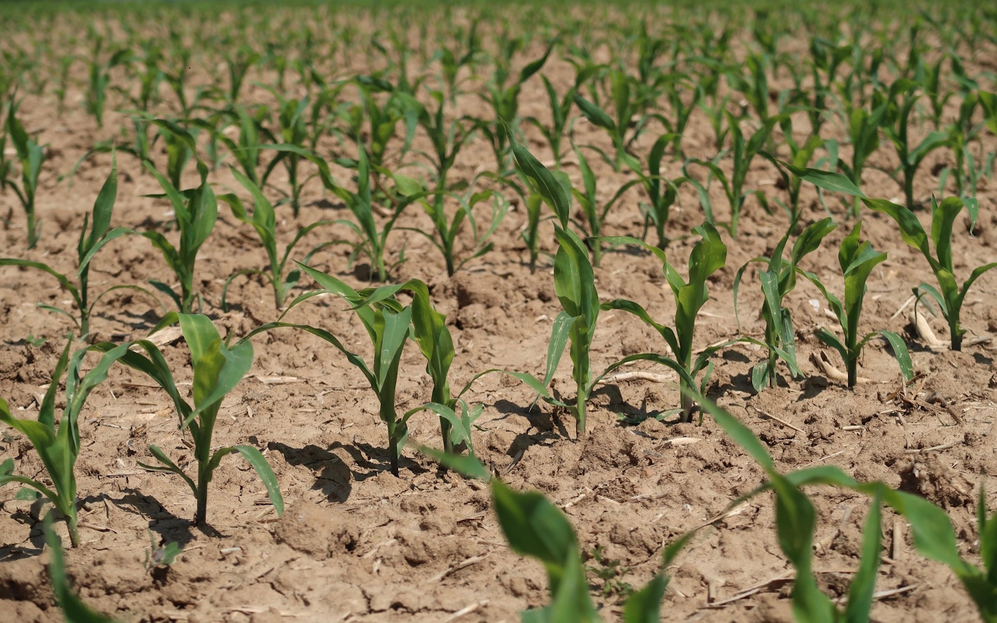 Fête du Printemps Marché couvert Espelette 2026-05-07