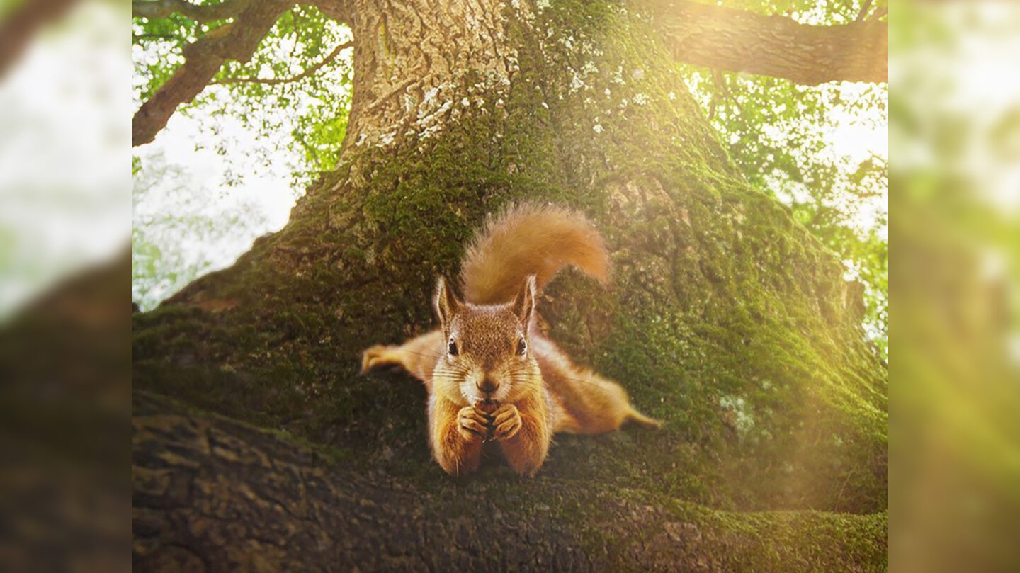 Film documentaire Le Chêne 1 Boulevard Maurice Viollette Chartres 2026-04-18