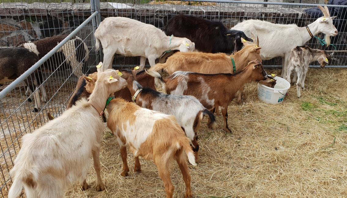 Foire aux Chèvres  Aubazines 2026-04-26