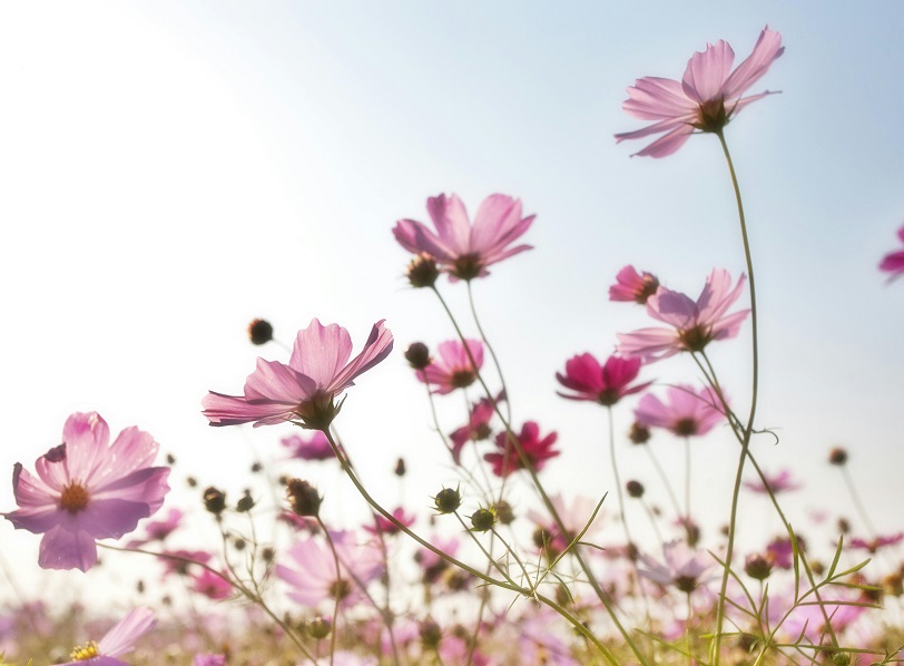 Foire aux plantes La Ferme des Filles Captieux 2026-05-03