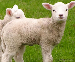 Foire du 1er mai à Meilhards Salle polyvalente Meilhards 2026-05-01