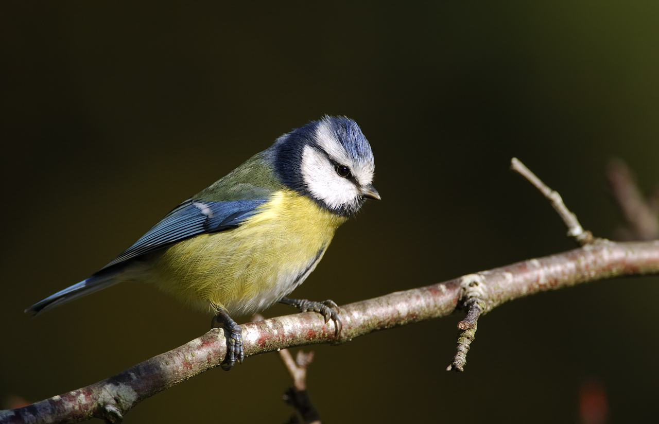Formation aux oiseaux des jardins découverte des oiseaux des jardins en hiver 1/2 journée Rue du Port Le Teich