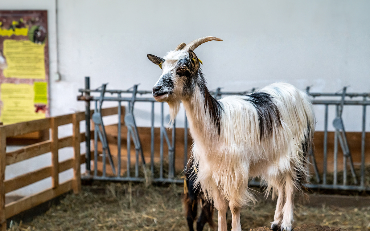 FORUM DES MÉTIERS DE LA TERRE ET DU GOÛT #8 Ferme de Paris Paris