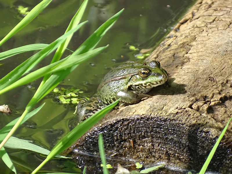 Fréquence Grenouille Noirlac Bruère-Allichamps 2026-04-17