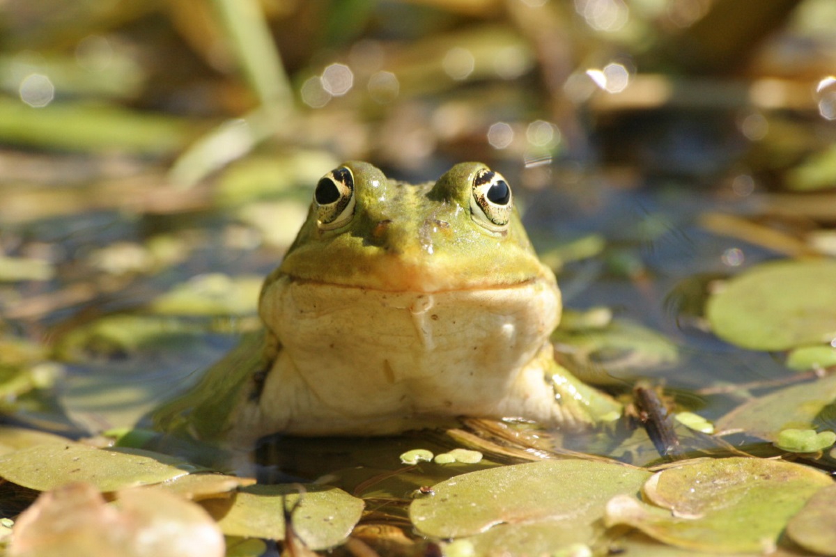 Fréquence grenouille  Doville 2026-05-22