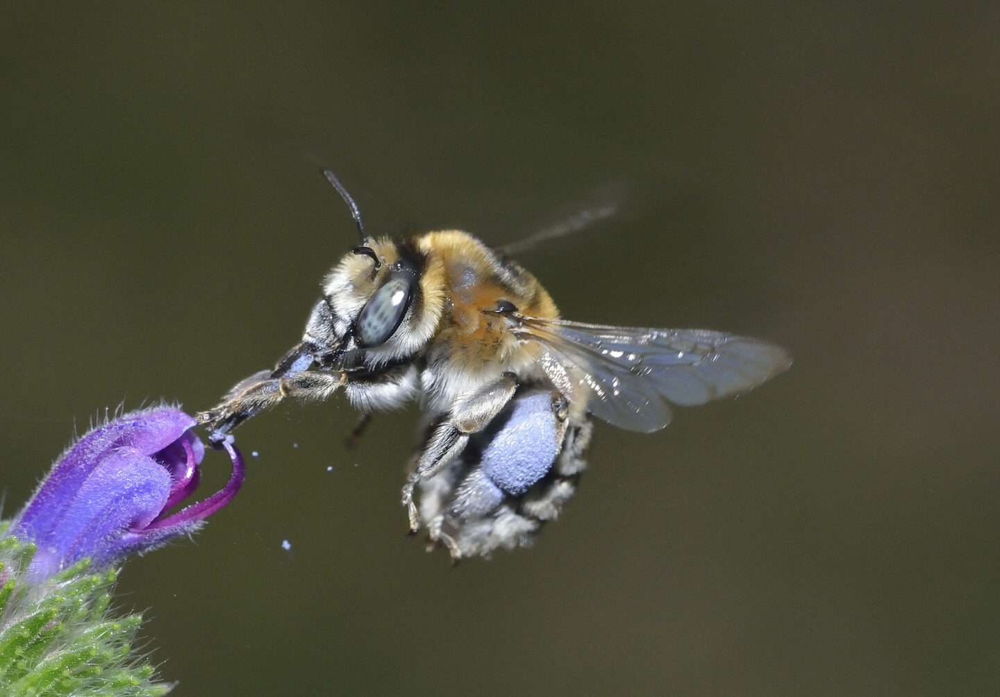 Grand jeu à la découverte des pollinisateurs !  Maisonnais-sur-Tardoire