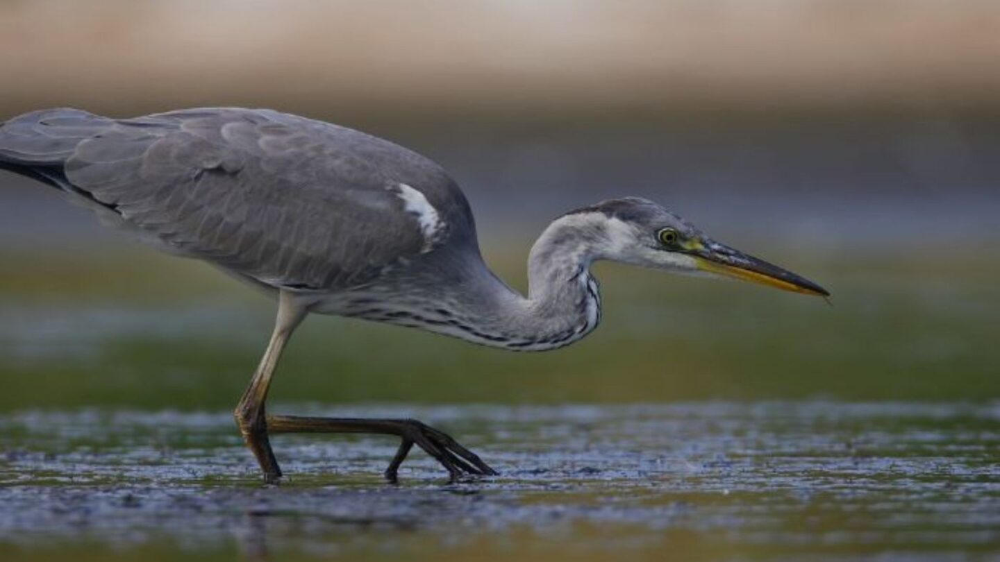 Hérons et Compagnies Saligue aux oiseaux Biron 2026-04-22