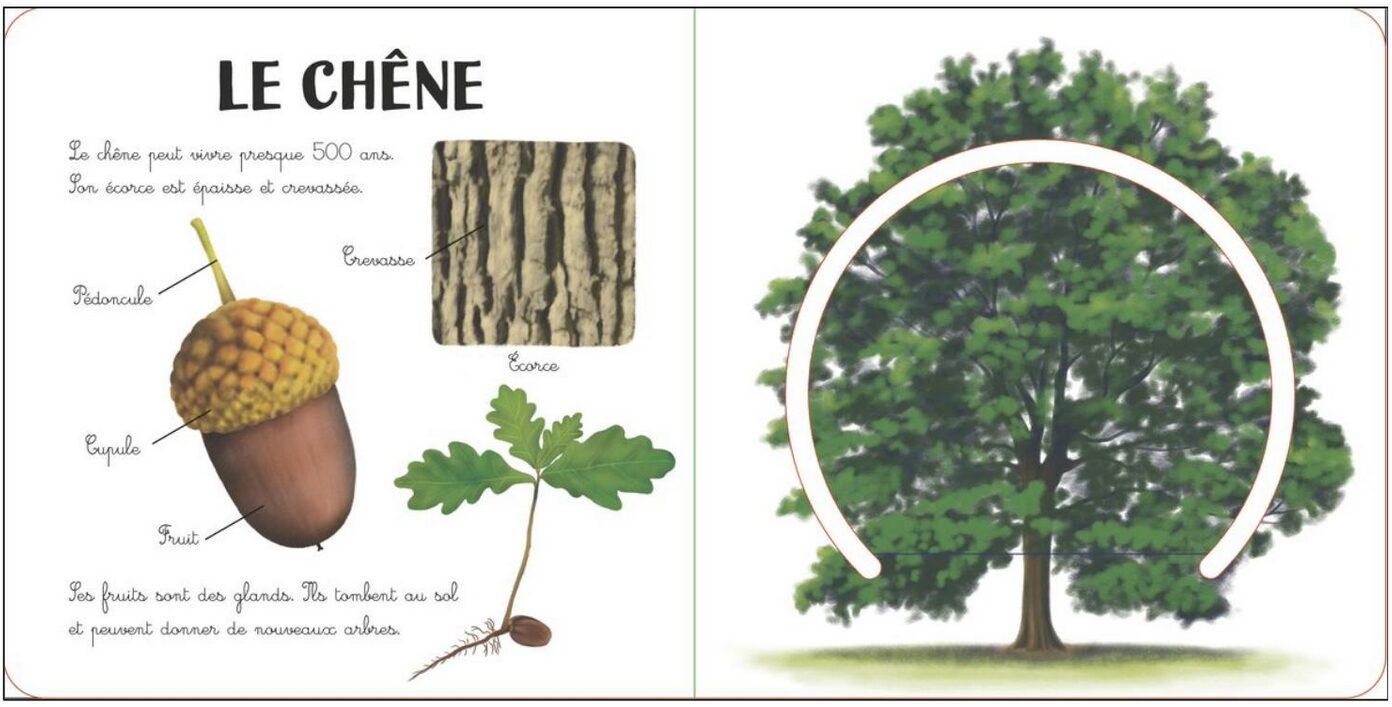 Page intérieure de Les arbres – Mon imagier nature