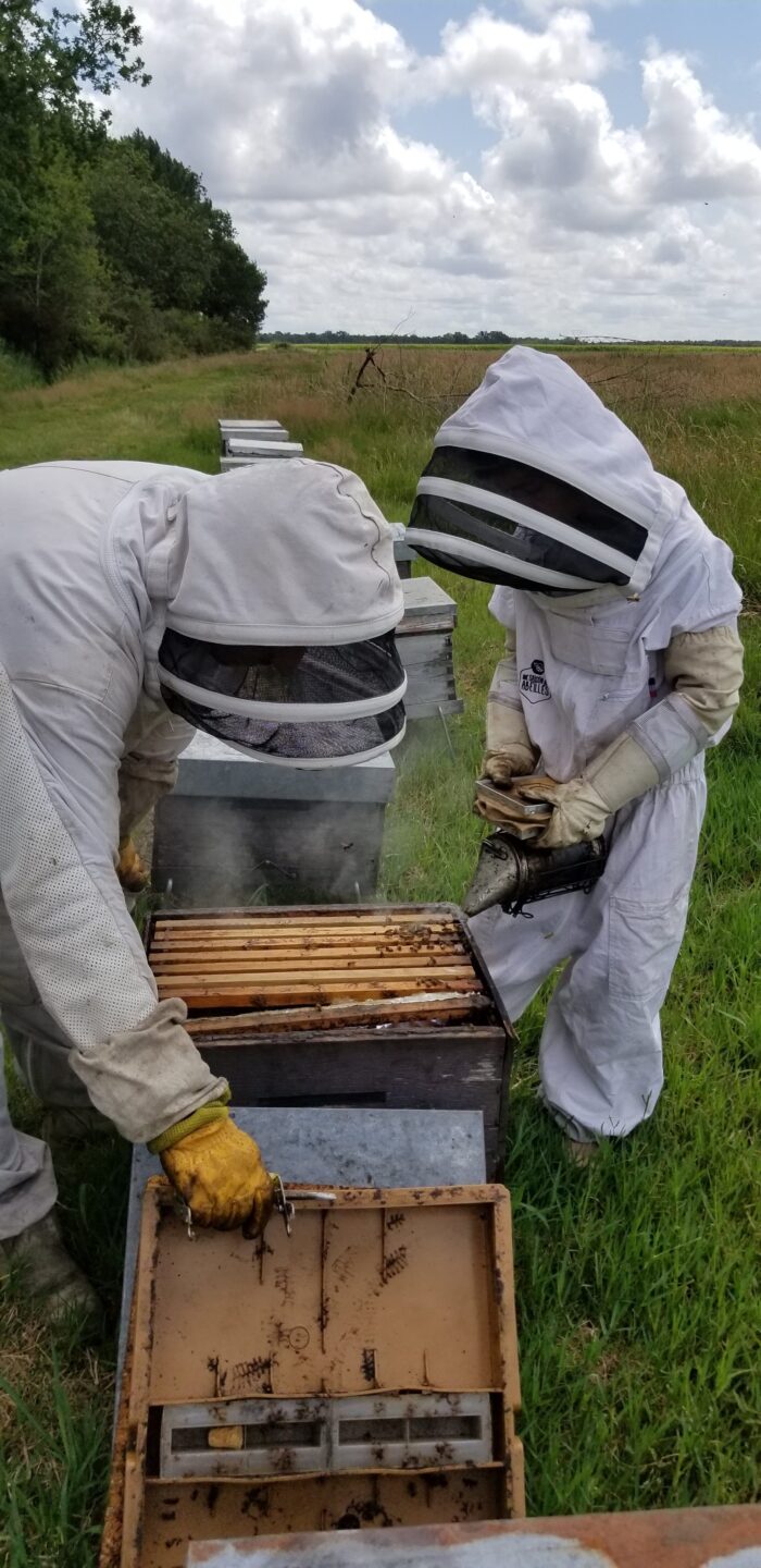 Immersion au coeur de la ruche et dégustation gourmande 11 Rue du General Pershing Marcheprime 2026-05-15