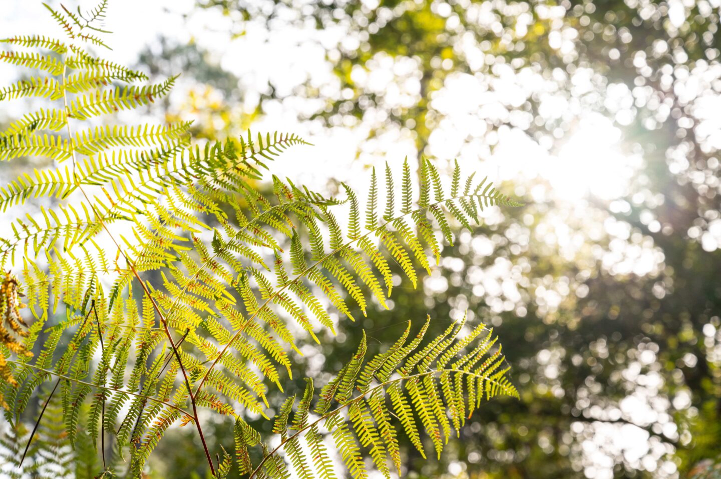 Initiation à la cueillette des champignons  Audenge