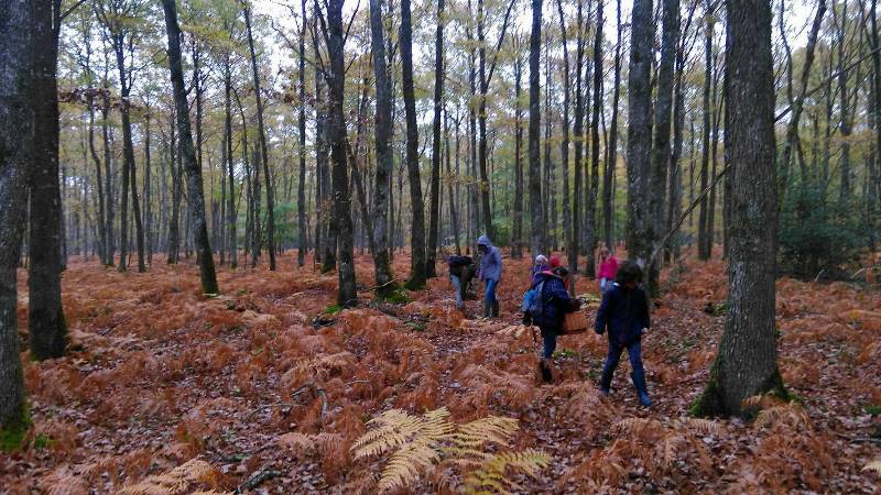 Initiation à la découverte des champignons  Azay-le-Ferron 2026-10-10