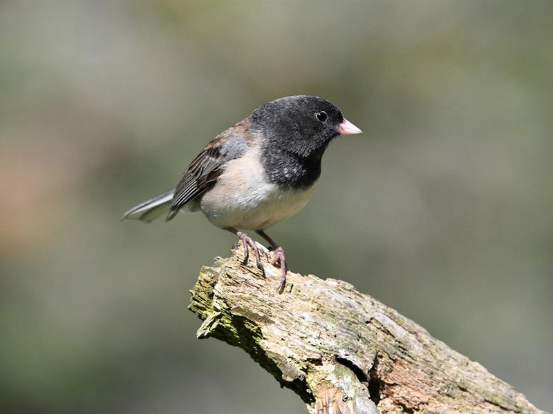 Initiation à un inventaire naturaliste  Wingen 2026-06-06