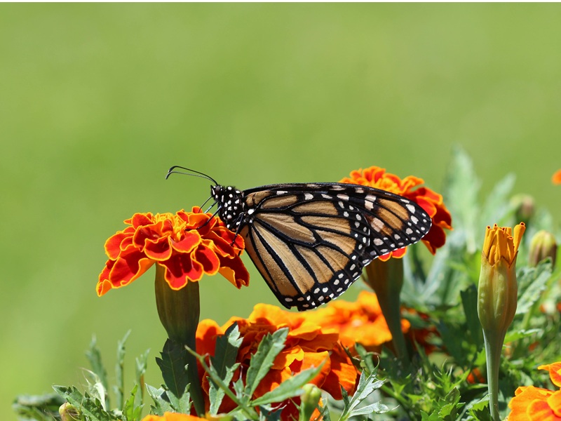 Insectes et autres petites bêtes minuscules Lac de Laromet Laroque 2026-07-12