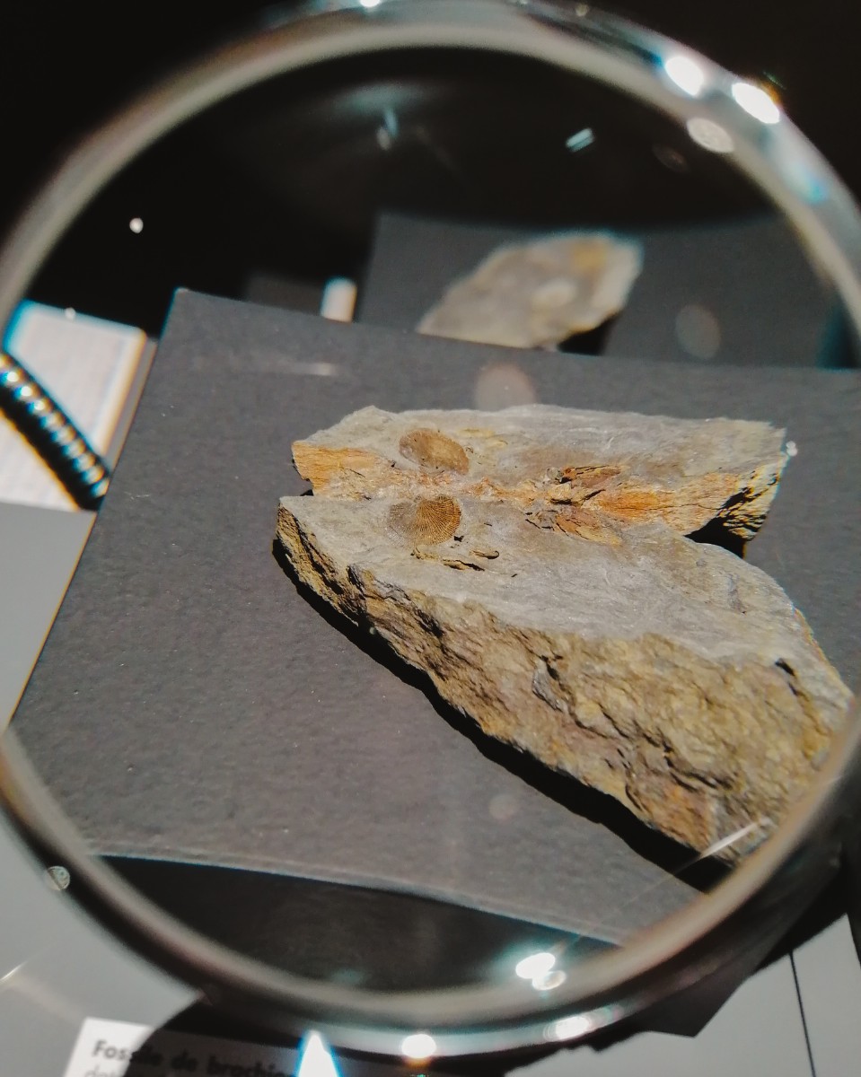 Intervention d'Ammonite 50 dans l'exposition Le monde fascinant des fossiles Manoir du Tourp La Hague 2026-05-17