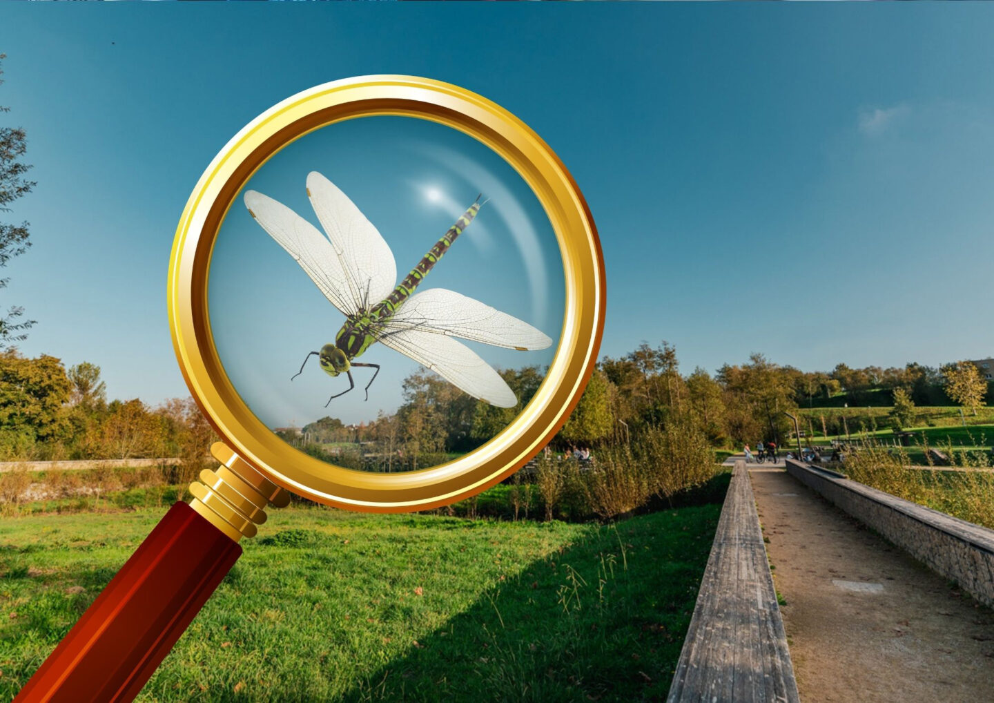 Inventaire participatif sur les libellules au Maharin Allée du Val Fleuri Anglet 2026-06-03