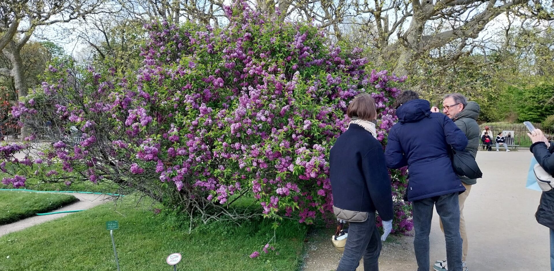 Floraisons printanières dans le Jardin des Plantes