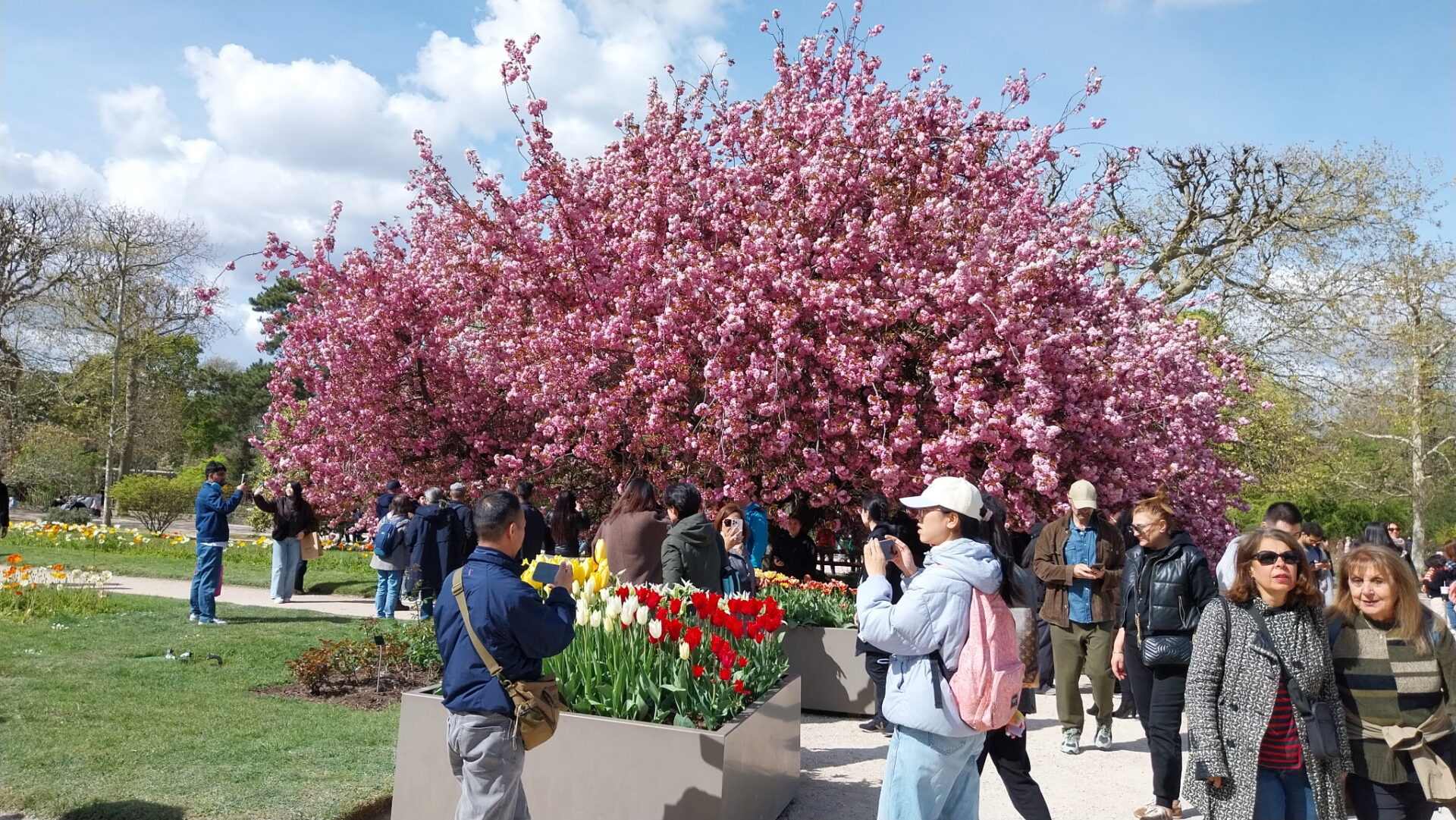 Floraison printanière des cerisiers au Jardin des Plantes