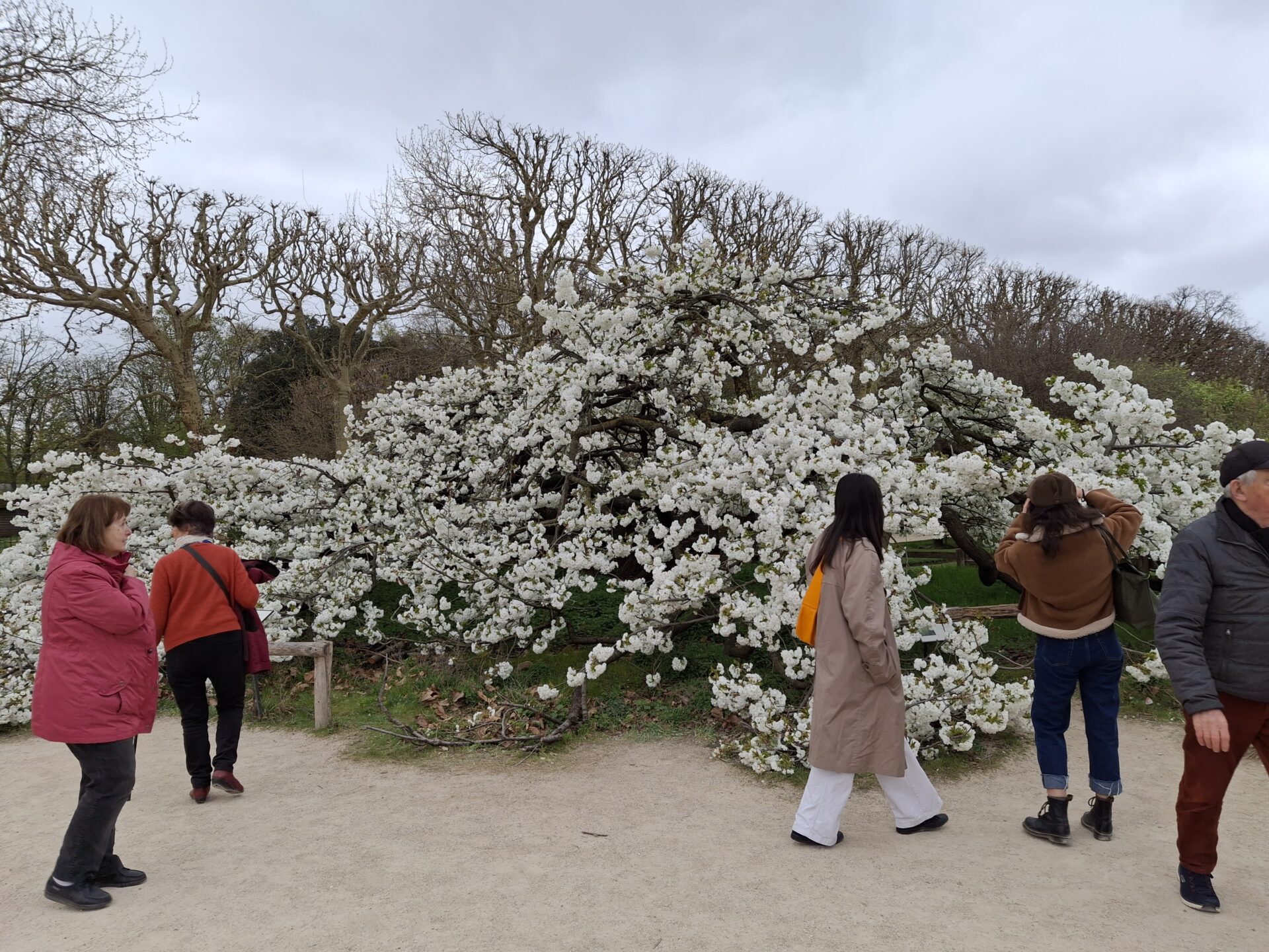 Cerisier japonais Shirotae en fleurs au Jardin des Plantes