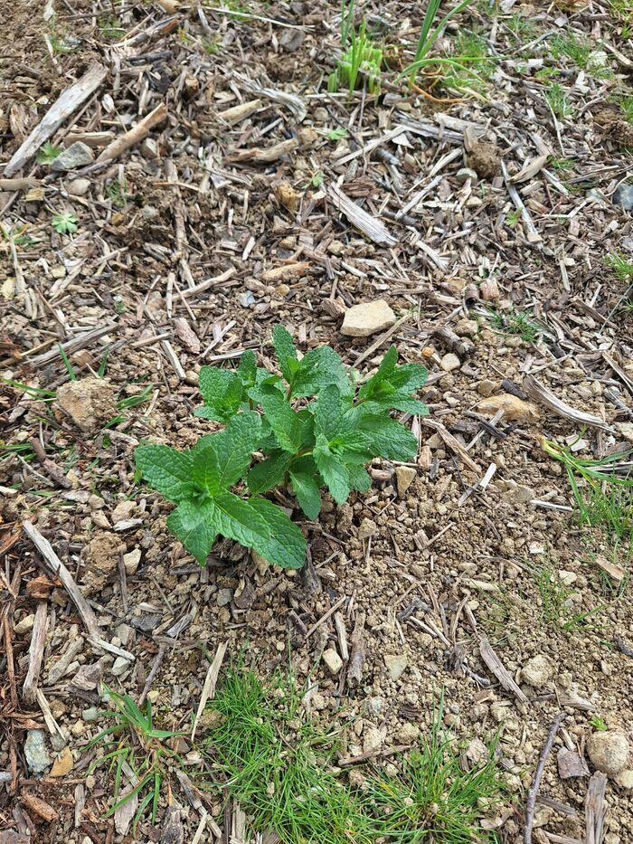Jardinage collectif Avenue charles de gaulle Chantepie