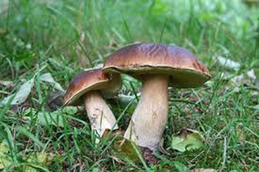 Journée Champignons Parc de la Chêneraie Gujan-Mestras 2026-10-25