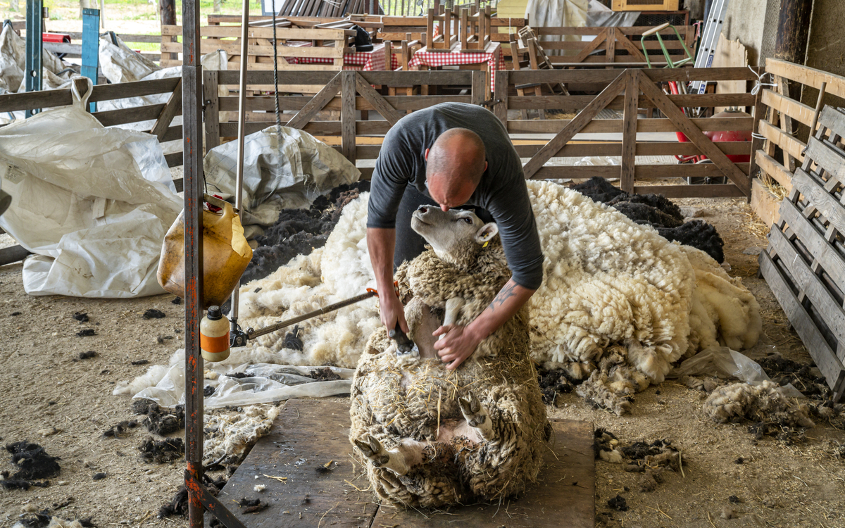 Journée de la tonte à la Ferme de Paris ! La Ferme de Paris  Paris