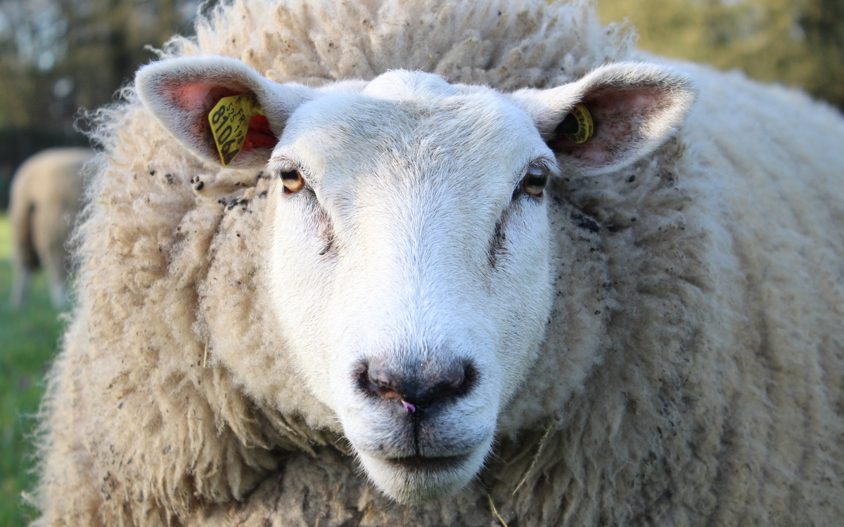 Journée de la tonte à la ferme René Binet! Jardin René Binet  PARIS