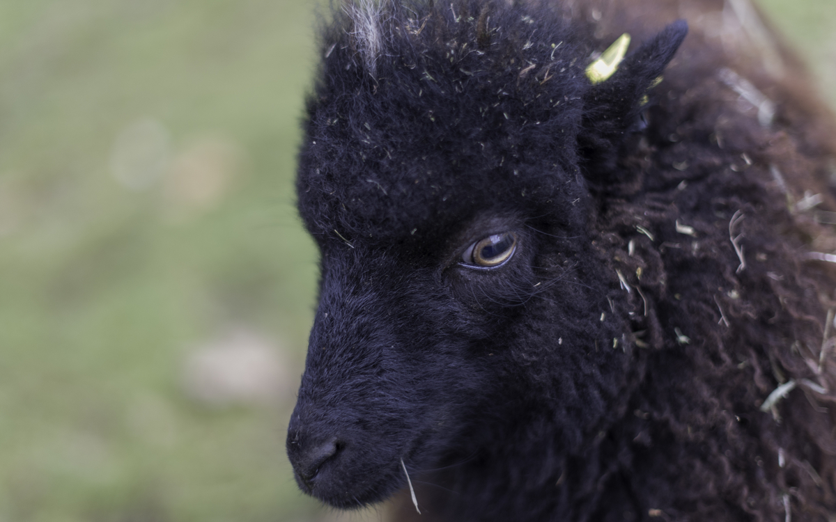 Journée de la tonte au parc Floral ! Parc Floral de Paris  Paris