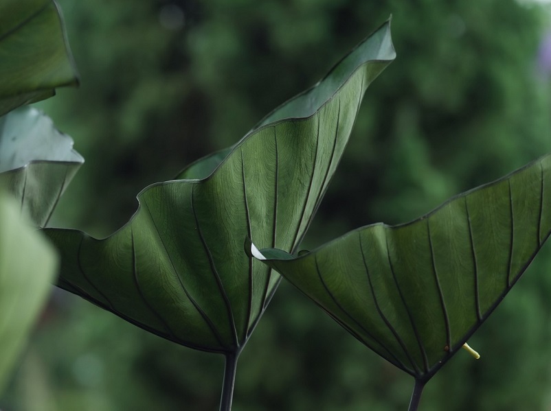 Journée de l'environnement 45 Rue de la Mer Luc-sur-Mer 2026-03-28