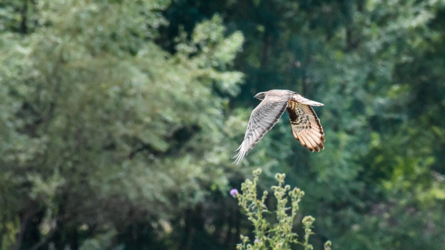 Journée formation ornithologie ENS Ile de Raymond Paillet 2026-04-26