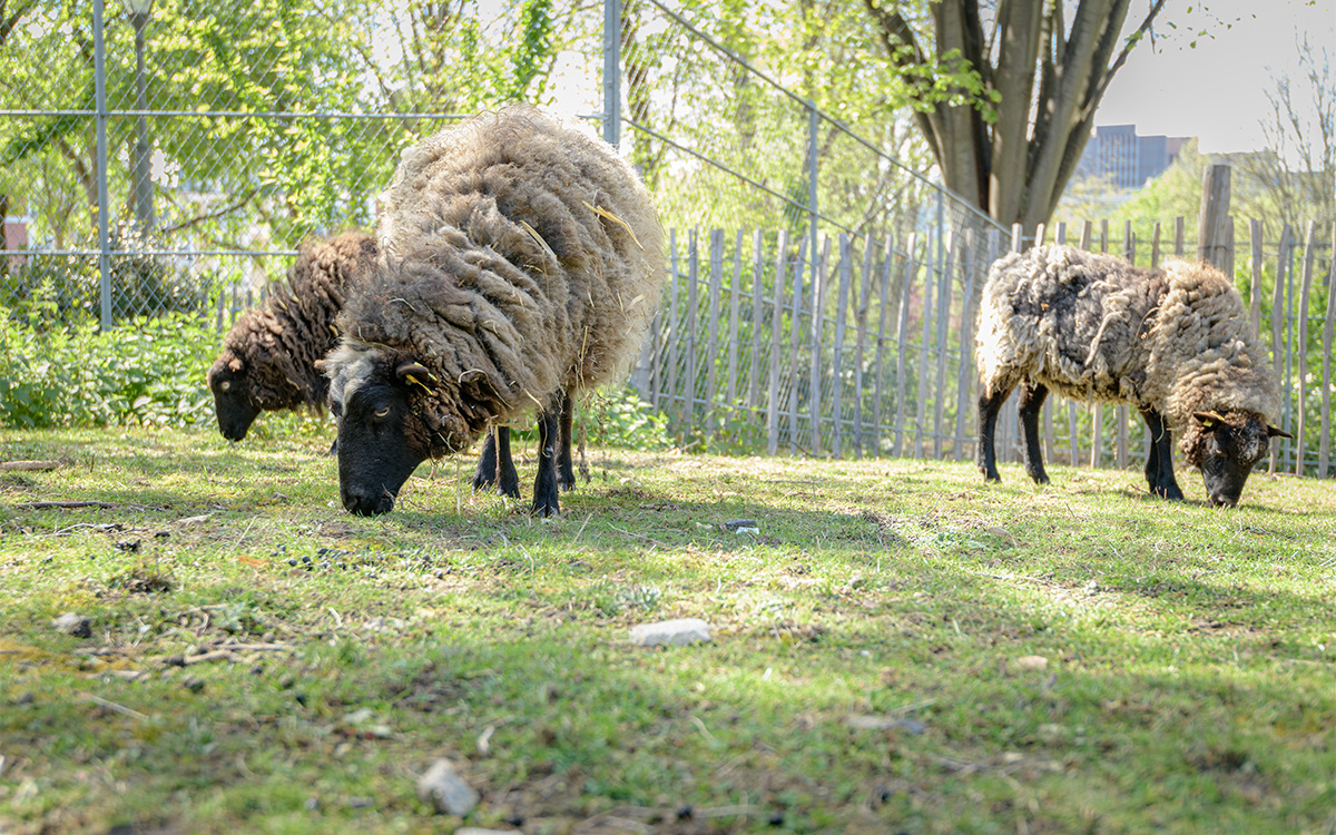 La Fête de la laine - un week-end gratuit à La Villette La Ferme du Parc de la Villette  Paris