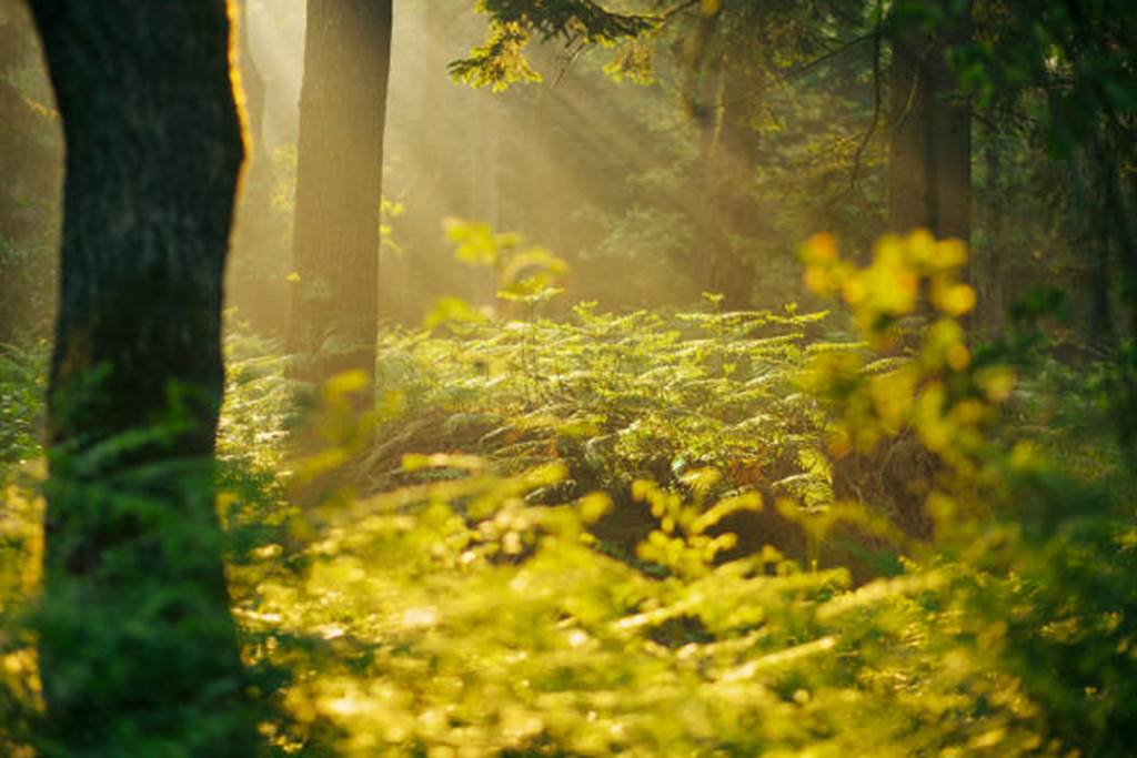 La forêt: un allié santé!  Gespunsart