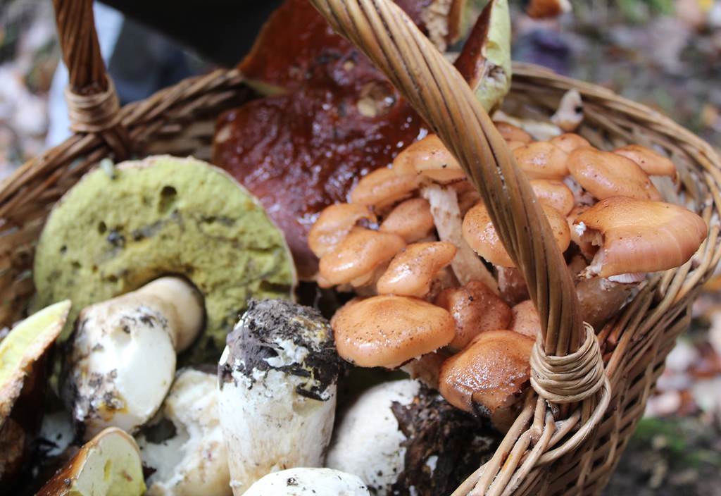 La nature comestible 5 rue de la Héronnière Boult-aux-Bois 2026-10-14