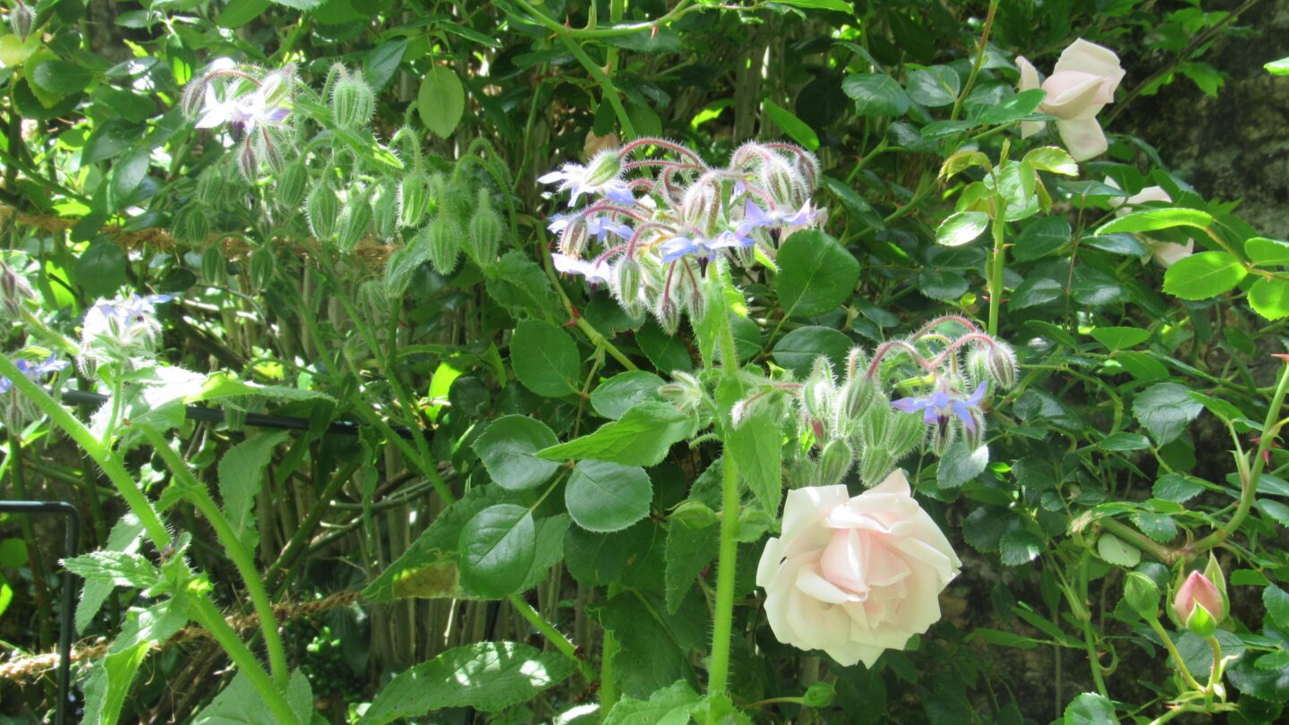 La Petite Fête de la Rose