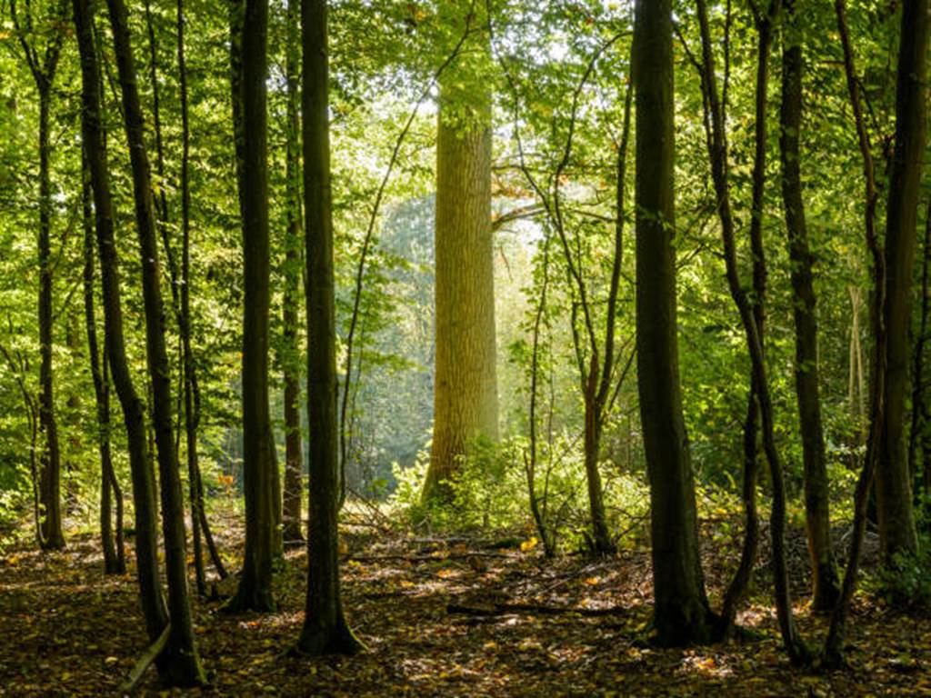 Laissez la nature prendre soin de vous Maison du Parc naturel régional des Ardennes Renwez 2026-05-29