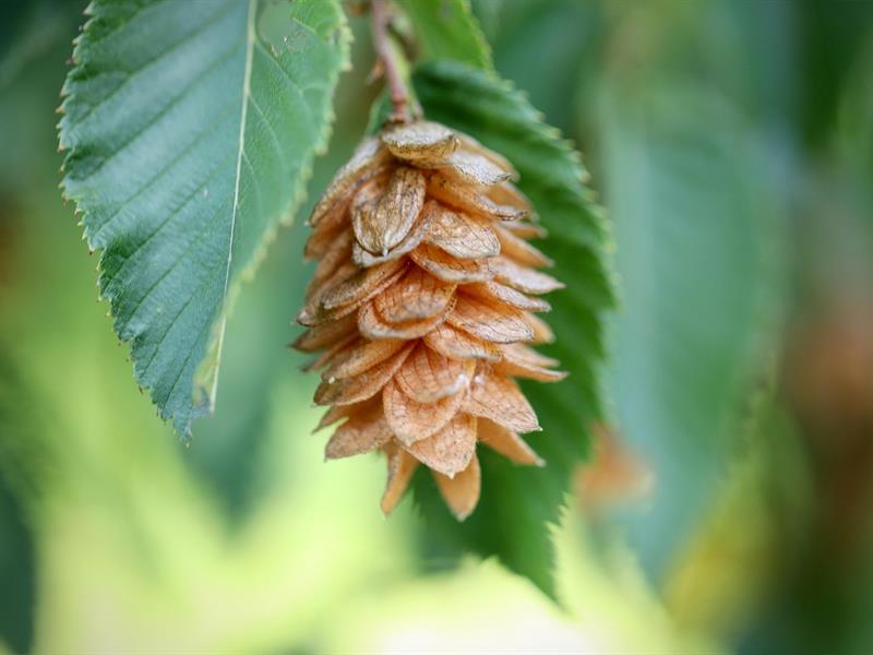 Le fabuleux pouvoir des arbres  Wissembourg 2026-08-05