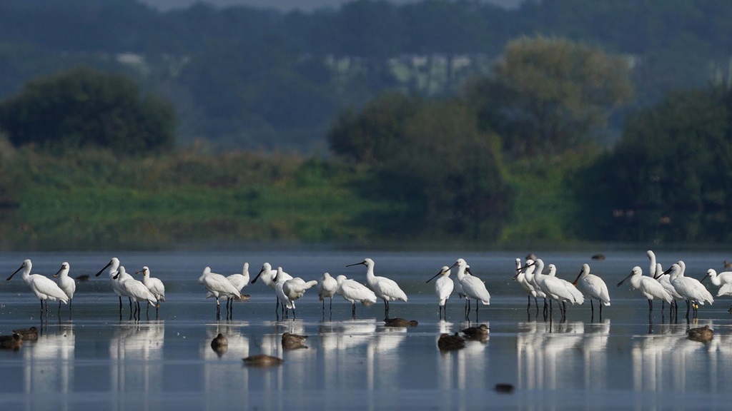 Le mois de la Spatule Réserve Naturelle du Marais d&rsquo;Orx Labenne