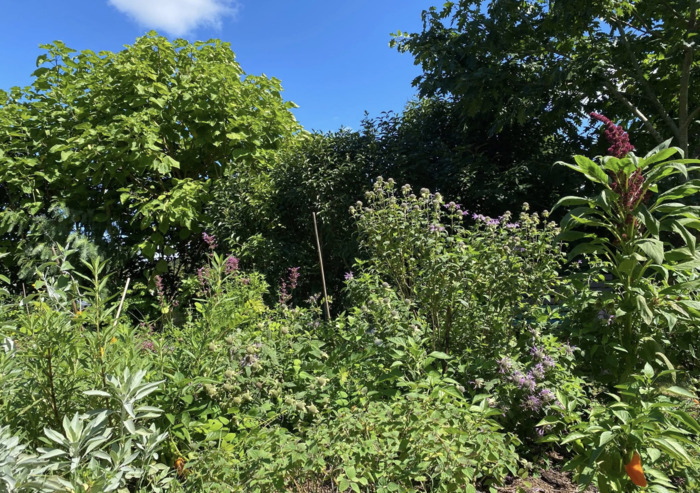 Le monde végétal au-delà du regard Les Jardins de l'Humanité Saint-Vincent-de-Tyrosse