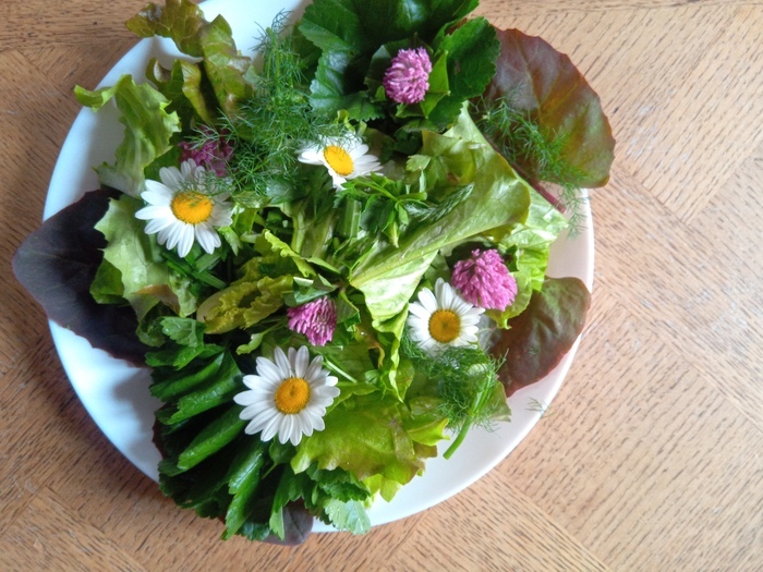 Le potager insolite aux plantes musiciennes Le potager insolite de Papy Paulo Le Temple-sur-Lot