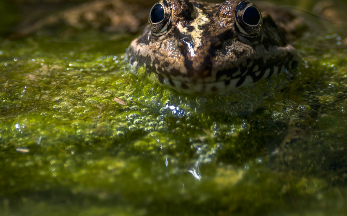 Le printemps des amphibiens Maison Paris Nature  Paris