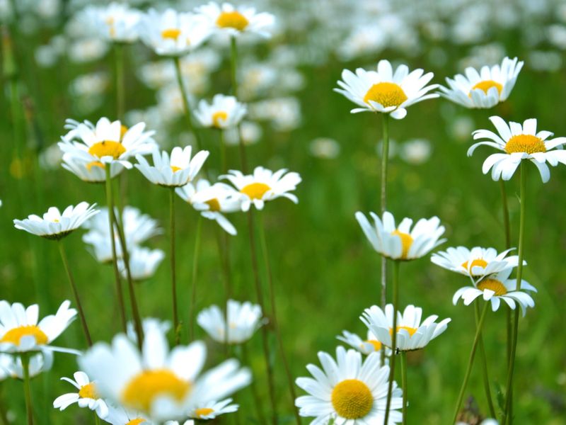 Le printemps des plantes à Saint Laurent d'Arce Place de l'Europe Saint-Laurent-d'Arce 2026-04-26