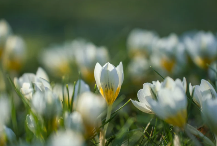 LE PRINTEMPS DES POÈTES