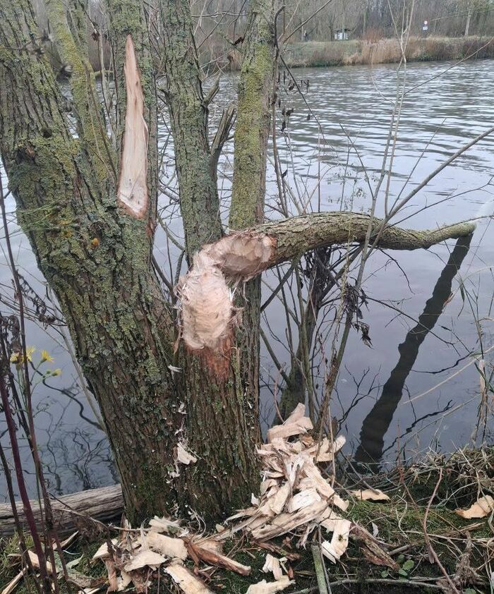 Le retour du Bièvre sur la Lys 2 rue du fort Comines Comines