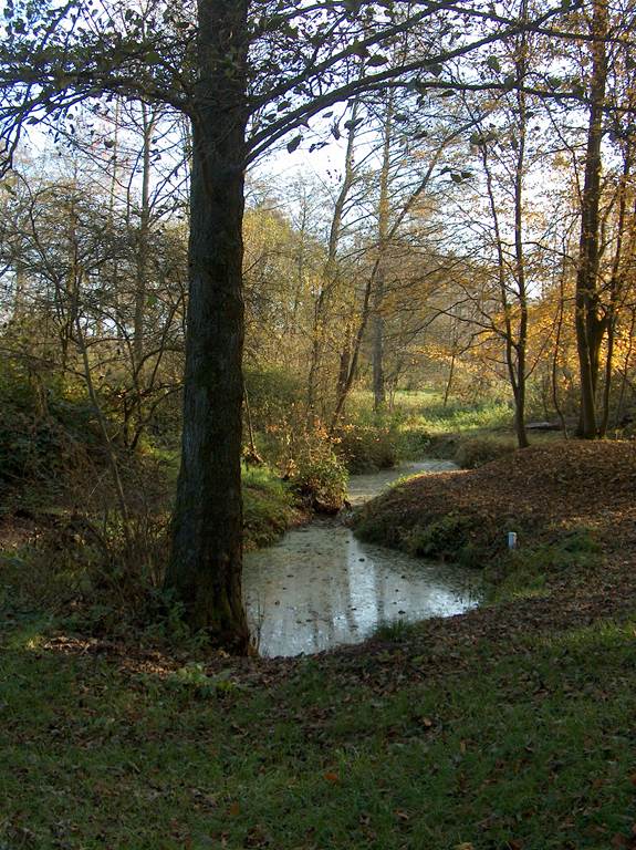 Les arbres remarquables 5 rue de la Héronnière Boult-aux-Bois 2026-07-25