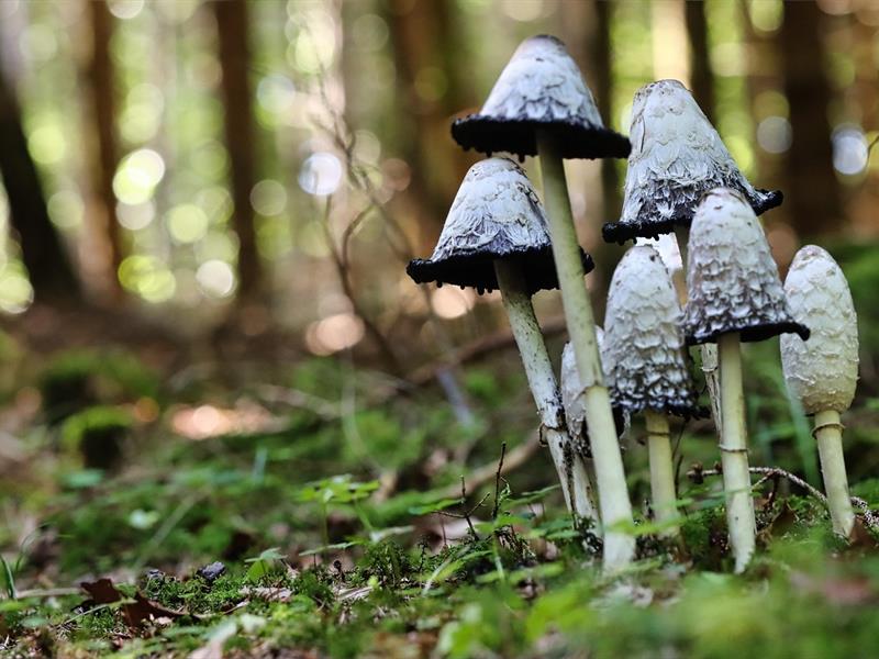 Les beautés sauvages du vallon du Heimbach  Wingen 2026-06-14