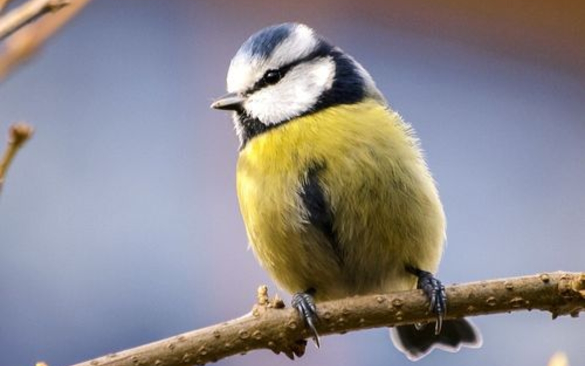 Les chants des oiseaux du bois de Vincennes Parc Floral de Paris  Paris