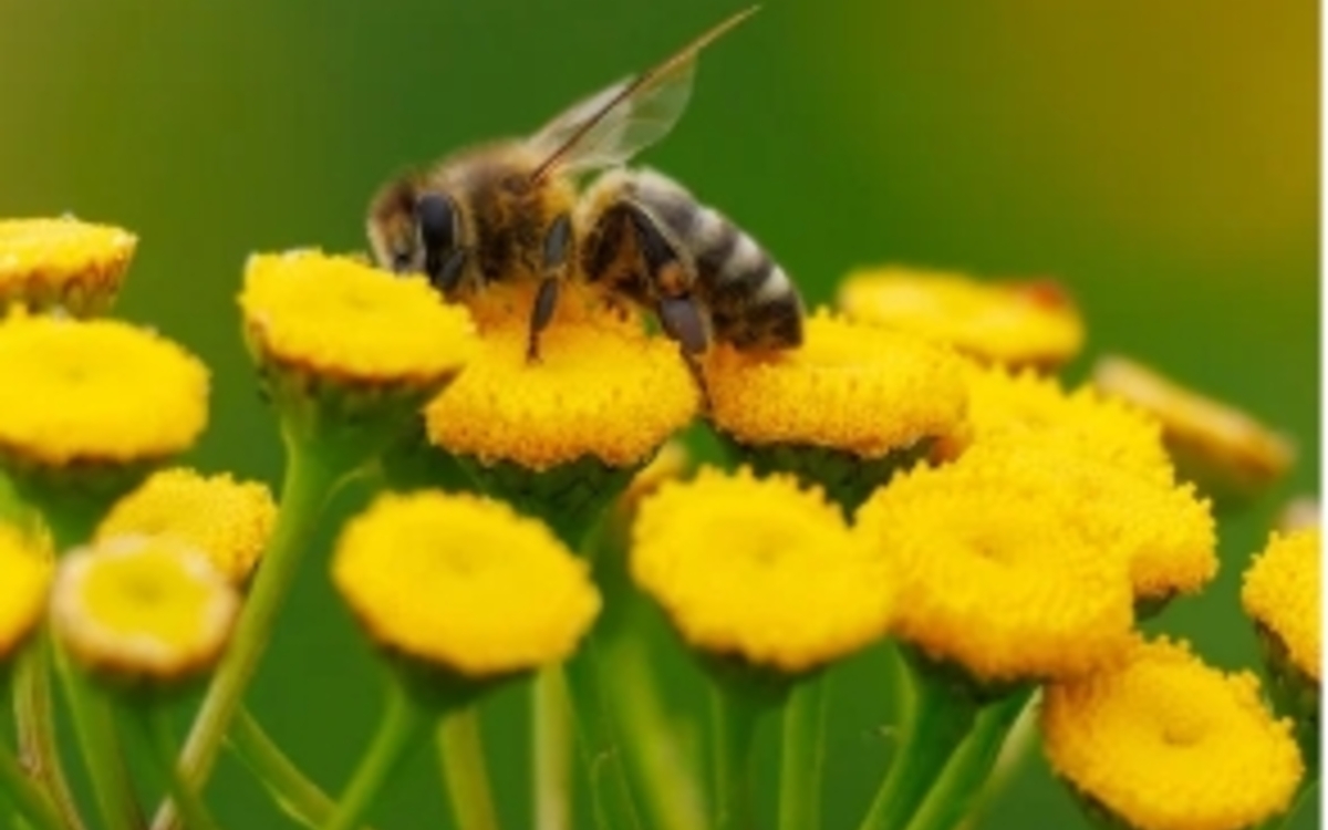 Les contes du vivant La Trockette  Paris