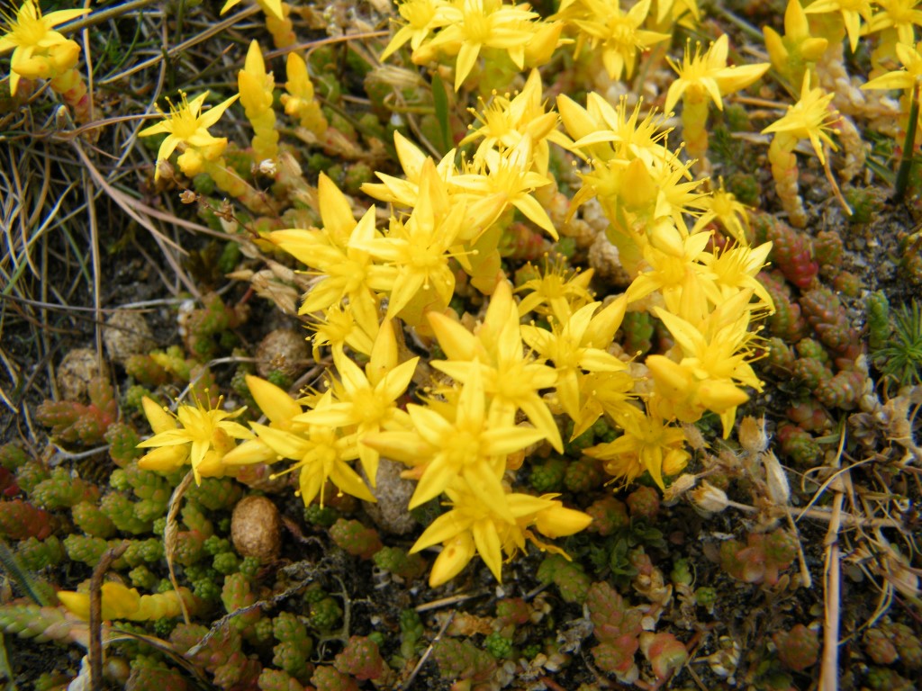 Les dunes et leurs richesses  Gouville-sur-Mer 2026-08-19