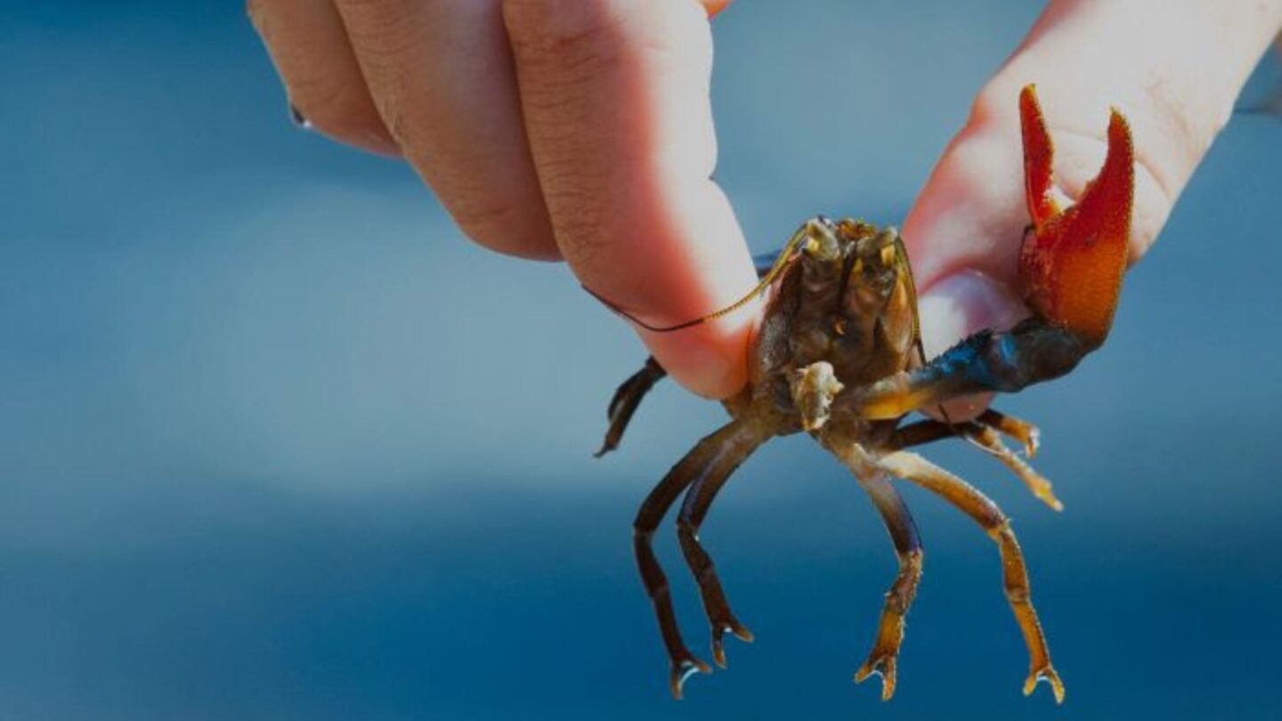 Les Espèces Exotiques Envahissantes et leurs impacts Saligue aux oiseaux Biron 2026-04-08