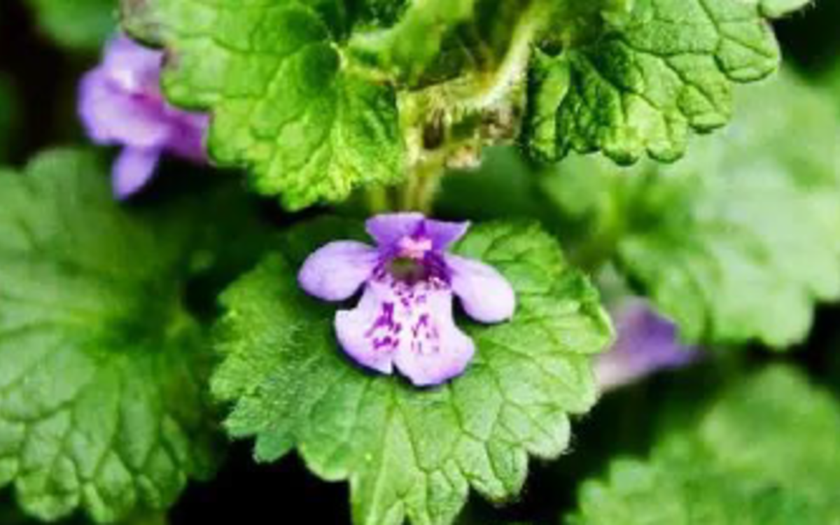 Les fruits et légumes de saison Ferme de Paris  Paris