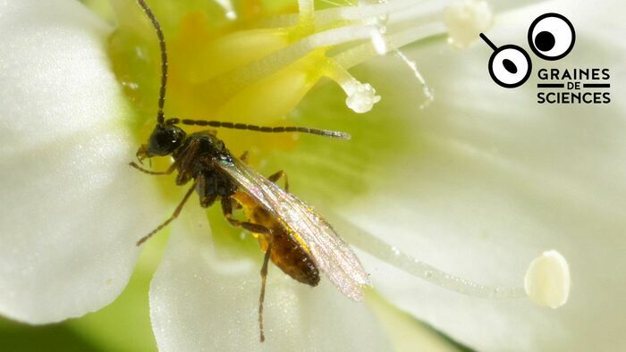 Les insectes en chute libre. Une rencontre Graines de sciences Auditorium Simone Veil Bruz